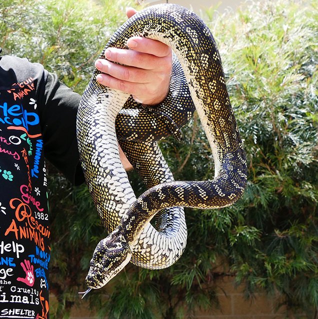 Diamond python being held by RSPCA snake handler